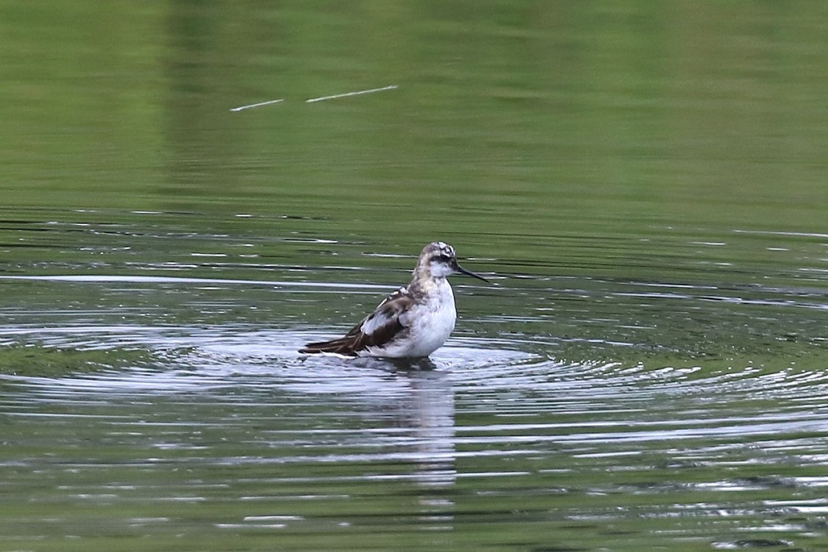 Red-necked Phalarope - Lori Charron