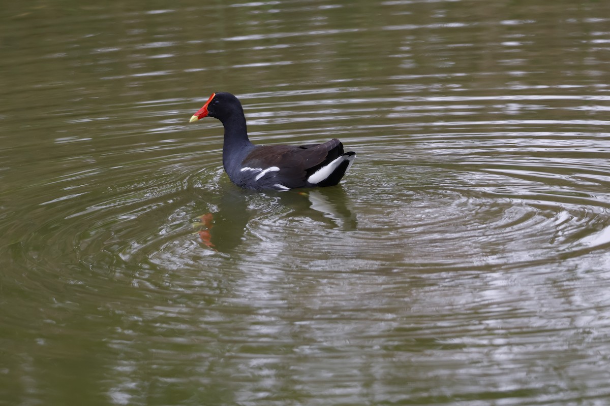 Common Gallinule - ML621860616