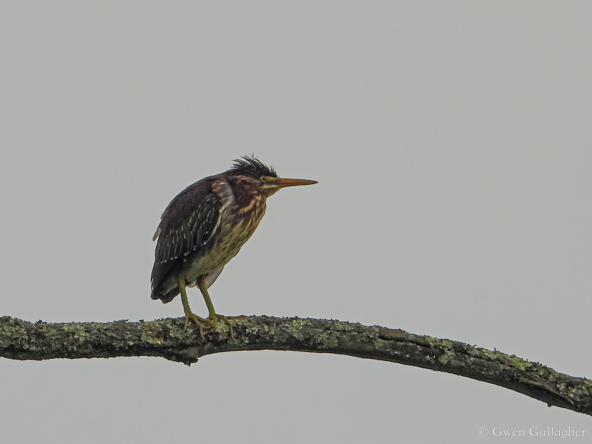 Green Heron - ML621860637