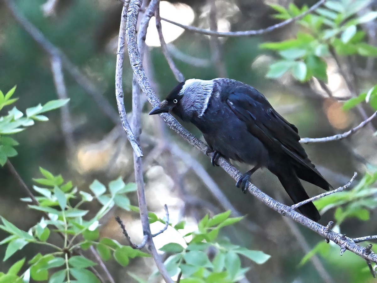 Eurasian Jackdaw - ML621860644