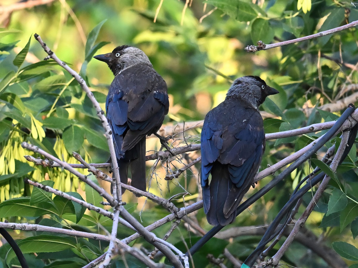 Eurasian Jackdaw - ML621860645