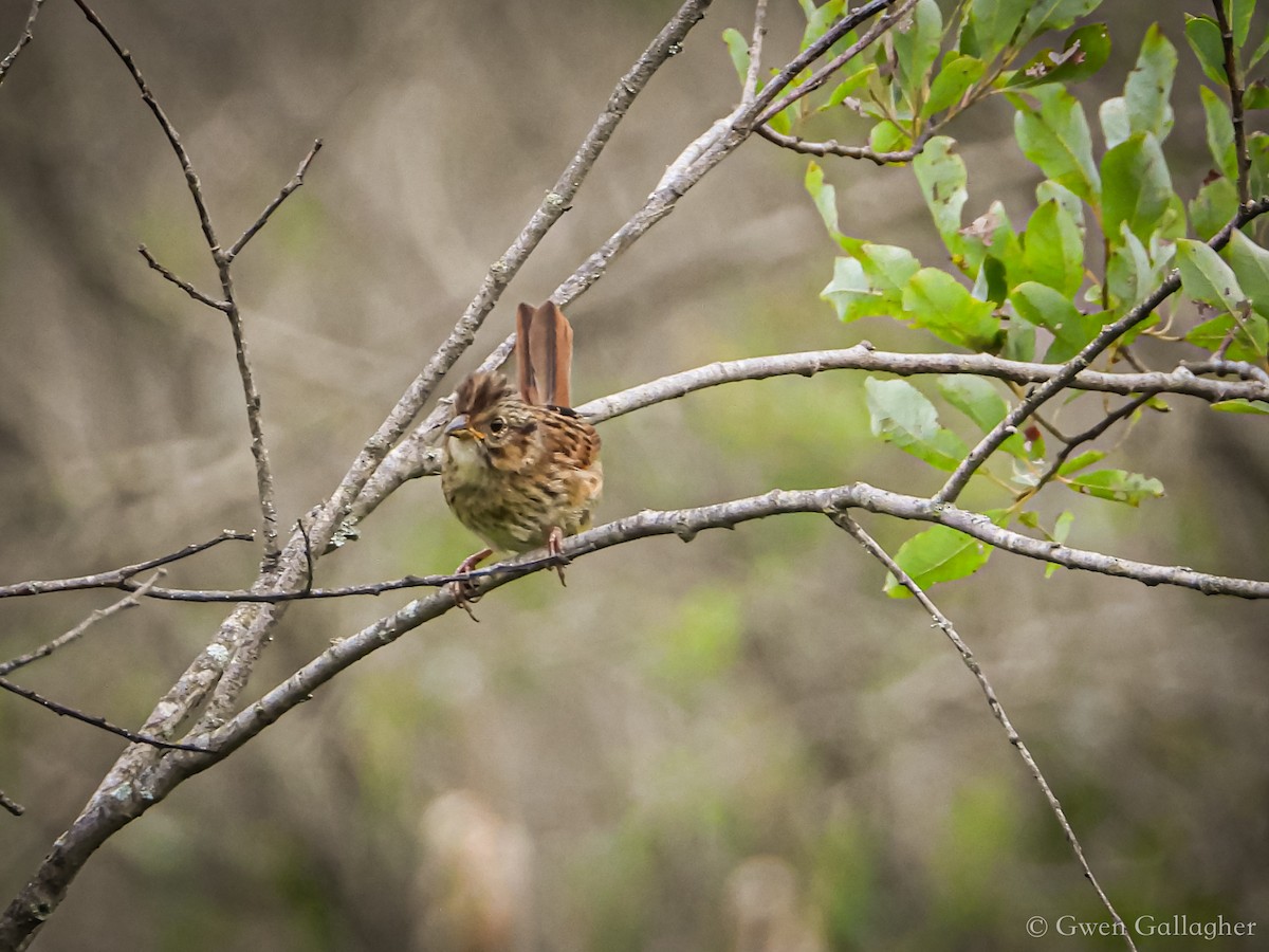 Song Sparrow (melodia/atlantica) - ML621860646