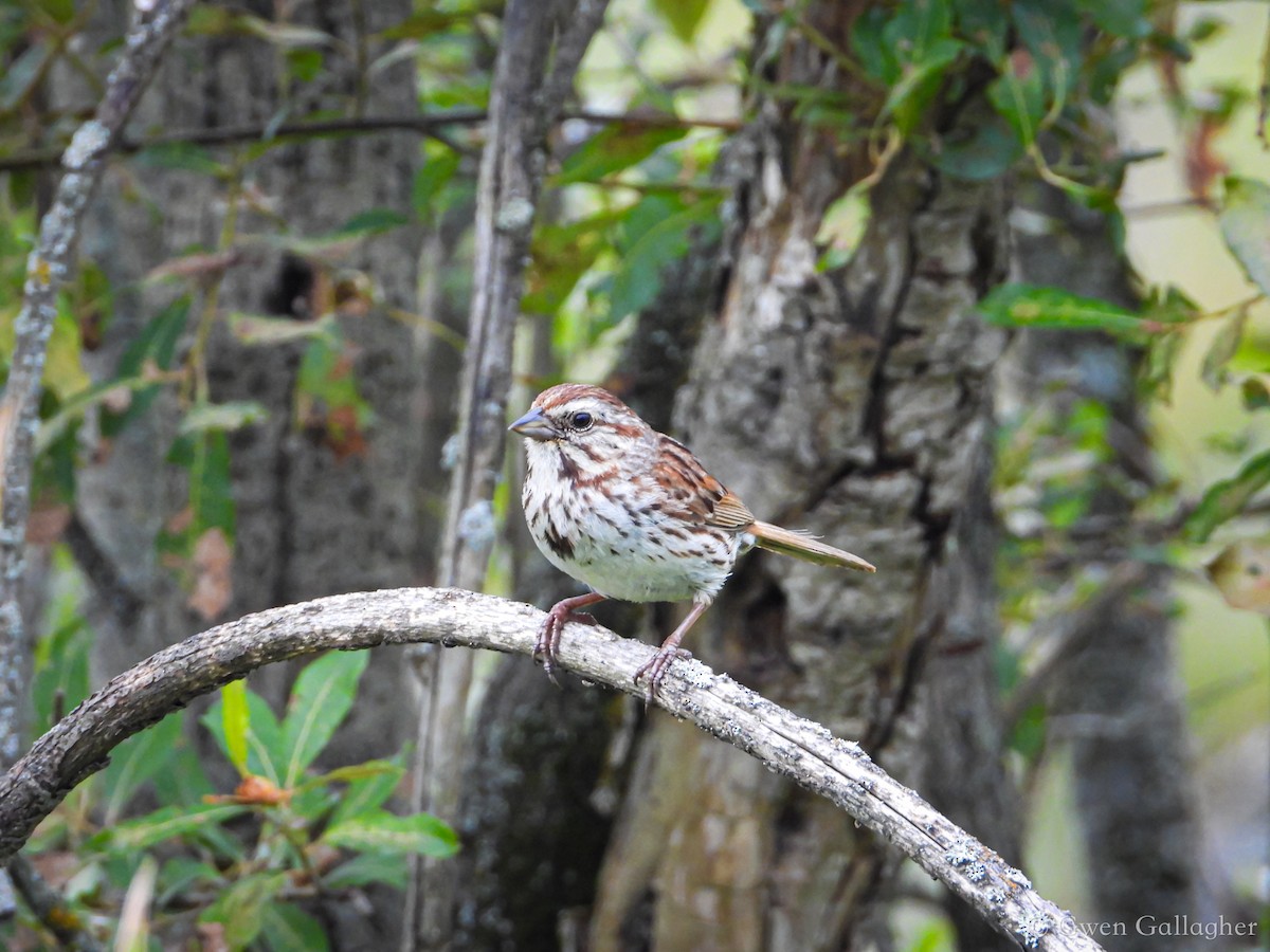 Song Sparrow (melodia/atlantica) - ML621860648