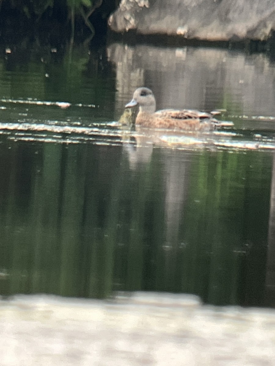 American Wigeon - Walter Stutz