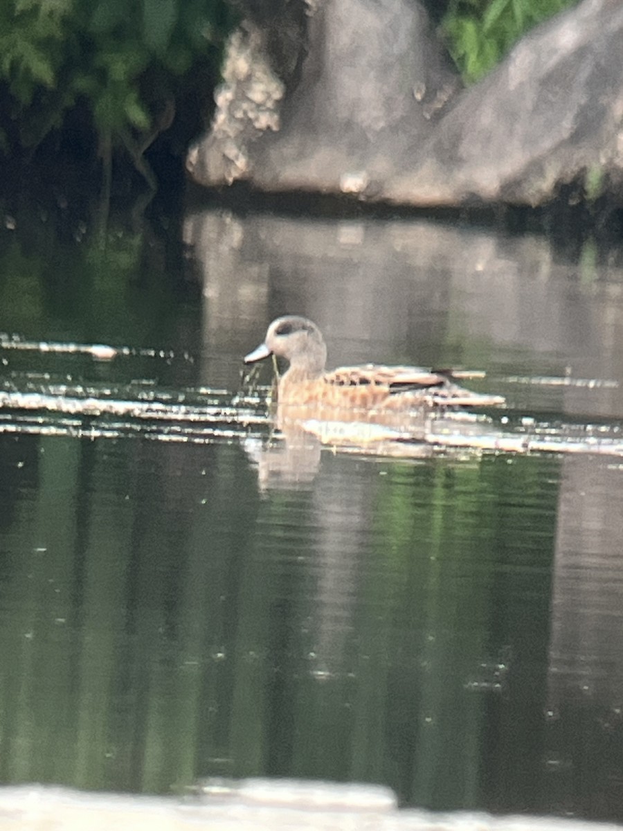 American Wigeon - ML621860652