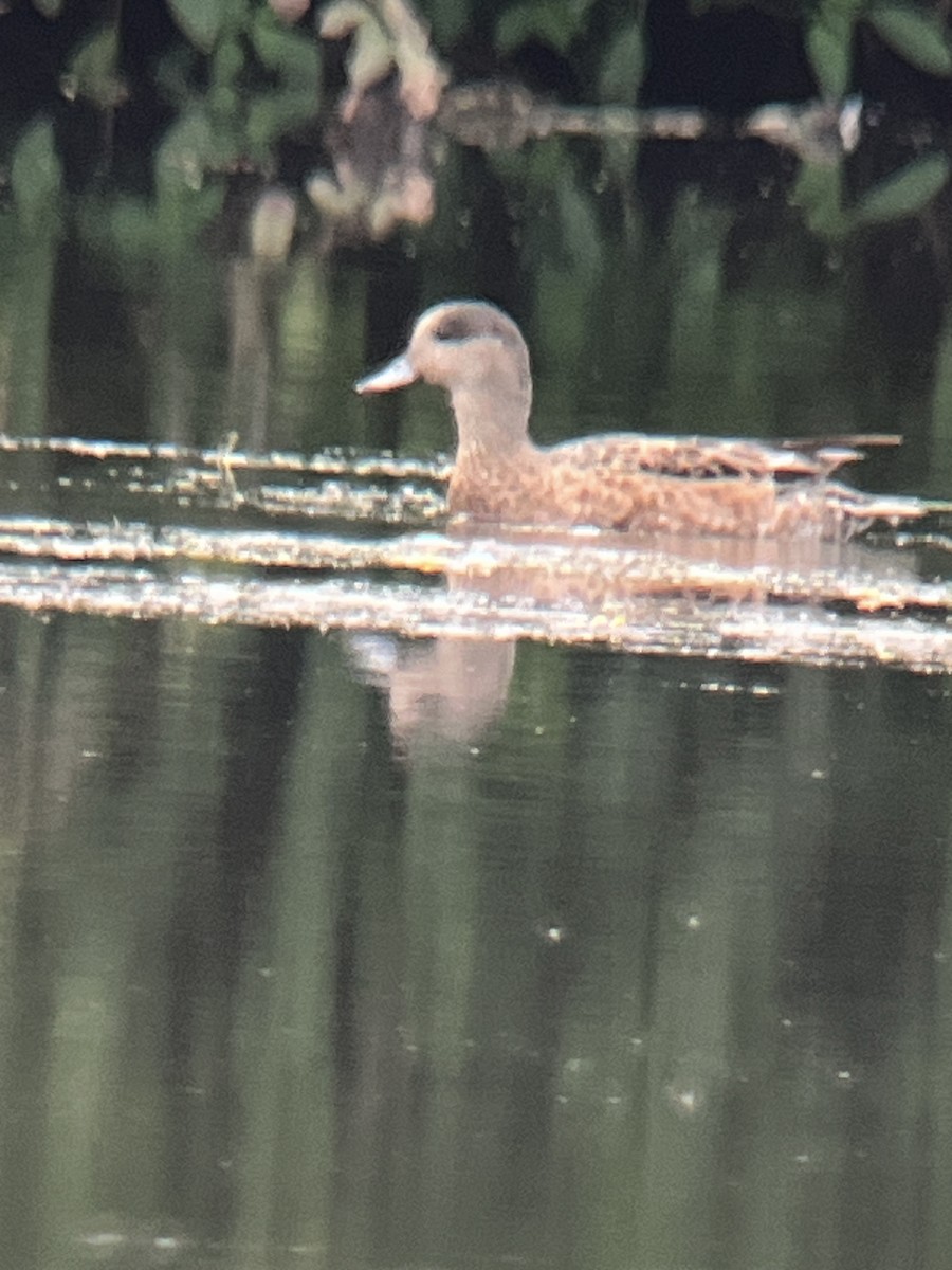 American Wigeon - ML621860653