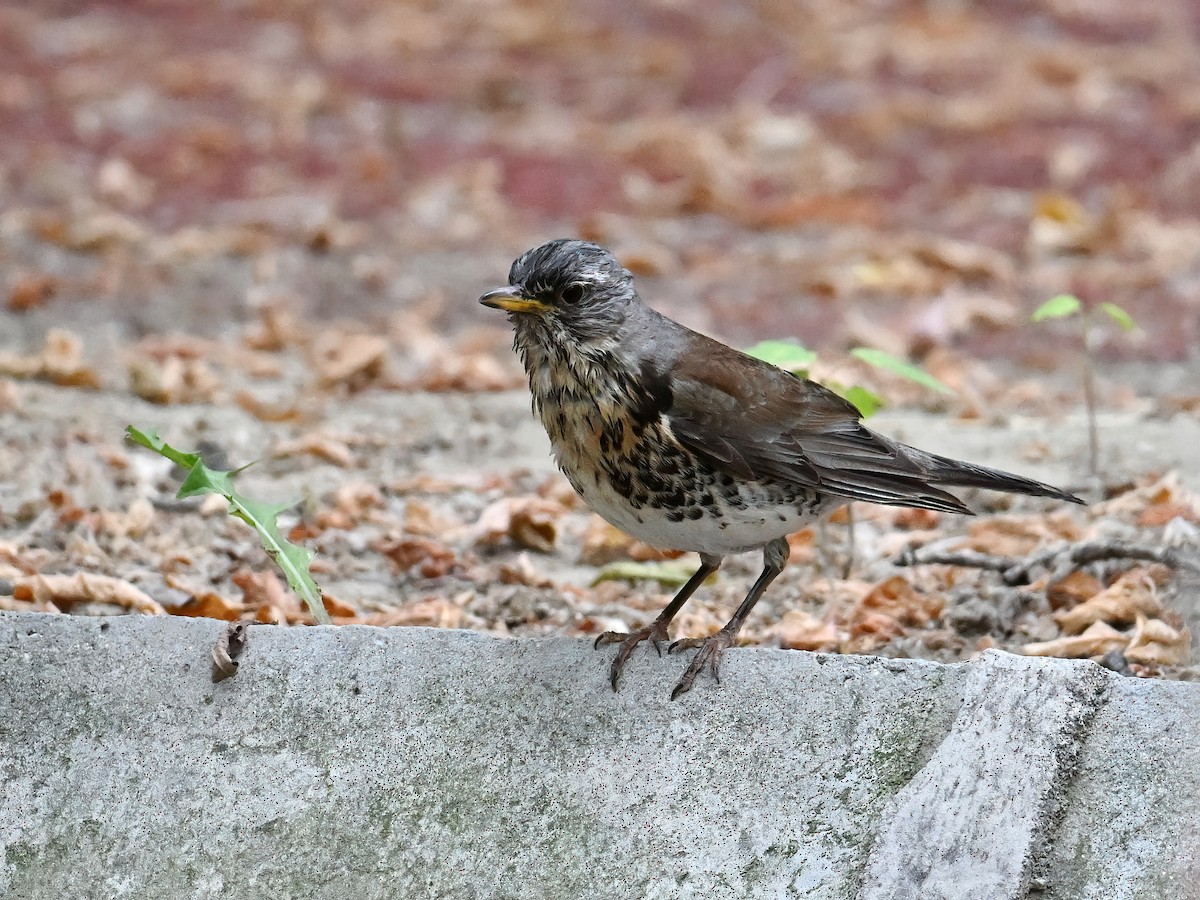 Fieldfare - ML621860656