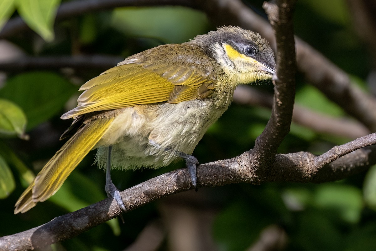 Varied Honeyeater - ML621860657