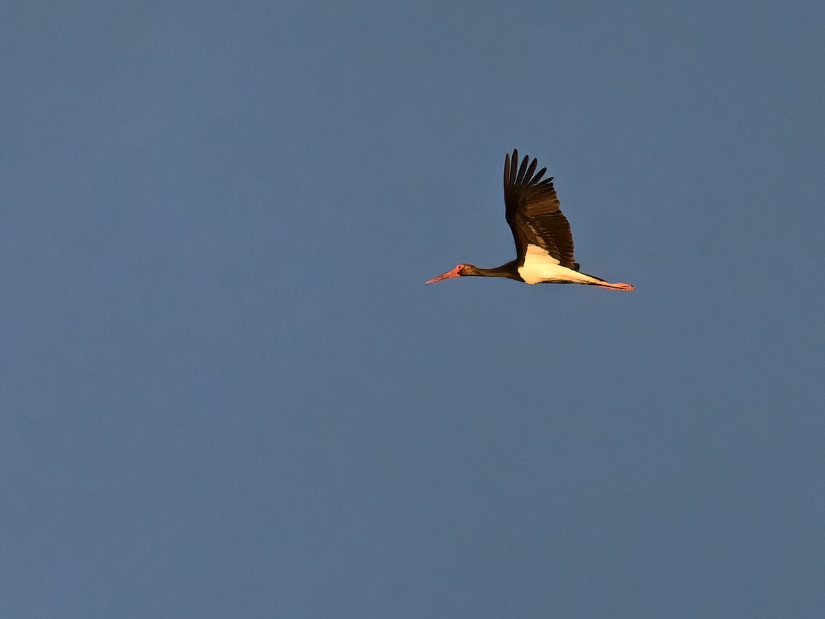 Black Stork - ML621860661