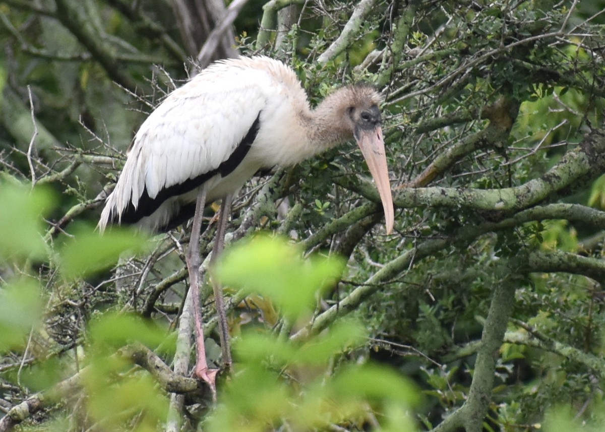 Wood Stork - ML621860668