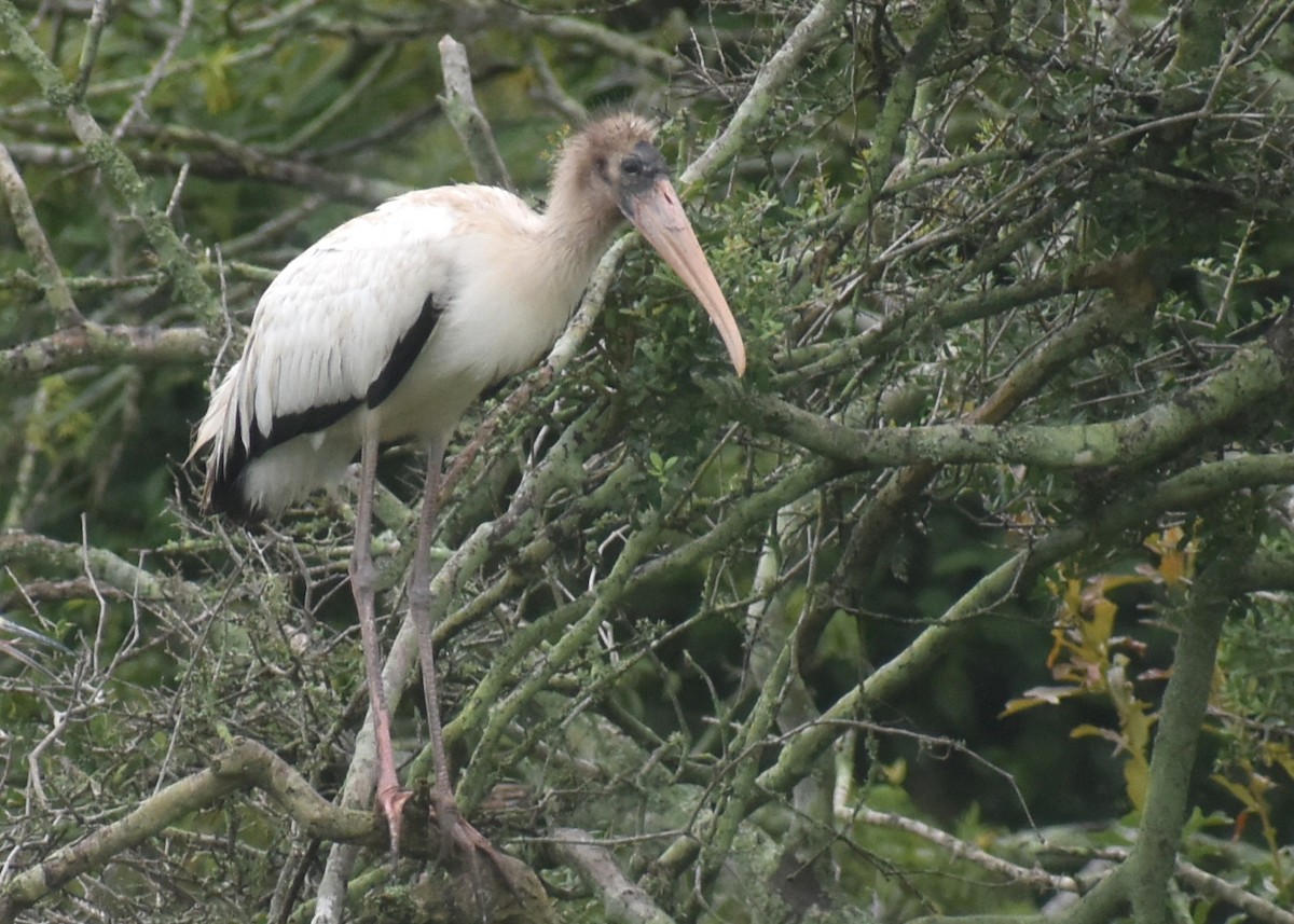 Wood Stork - ML621860669