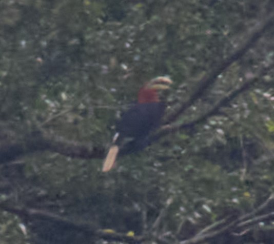 Rufous-necked Hornbill - ML621860677