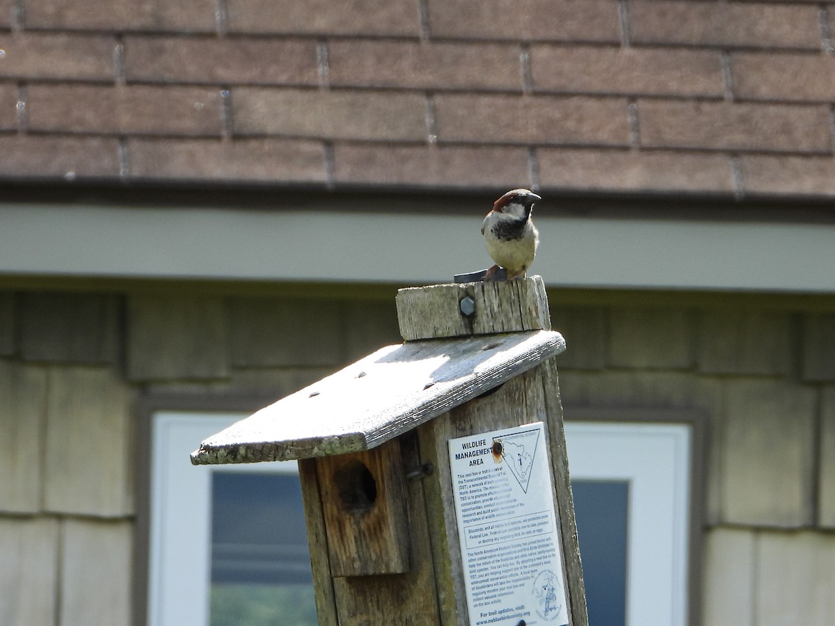 Moineau domestique - ML621860689