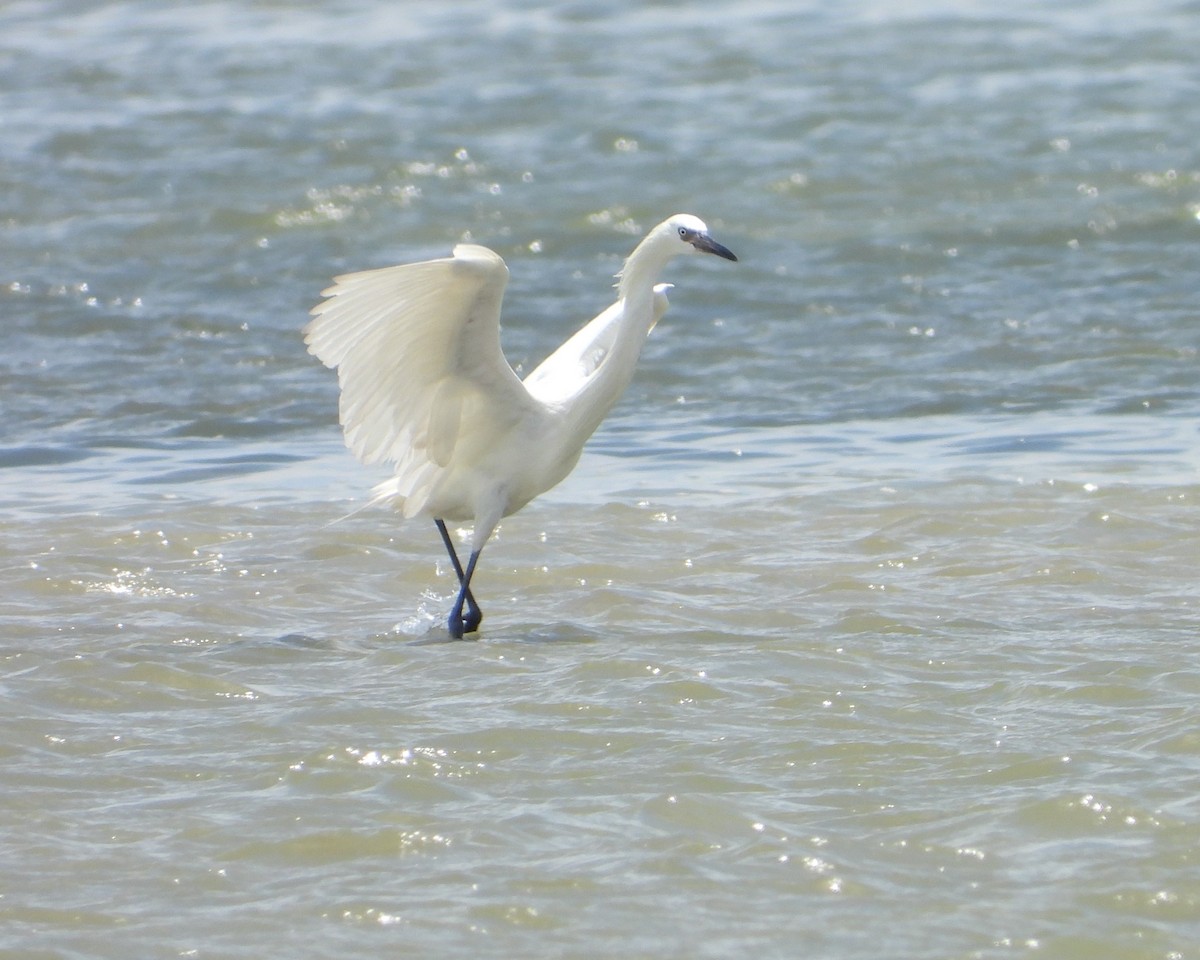 Reddish Egret - ML621860710