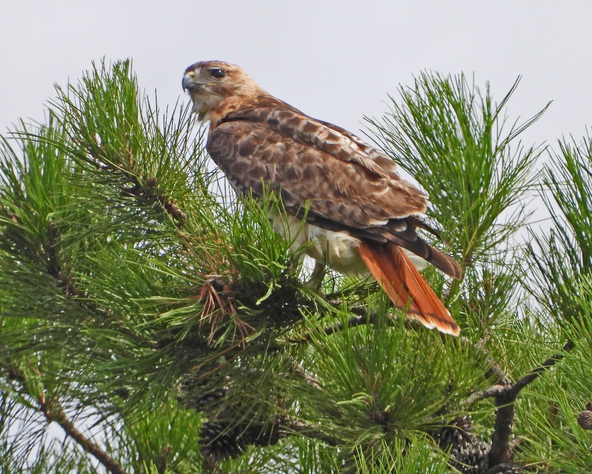 Red-tailed Hawk - ML621860712