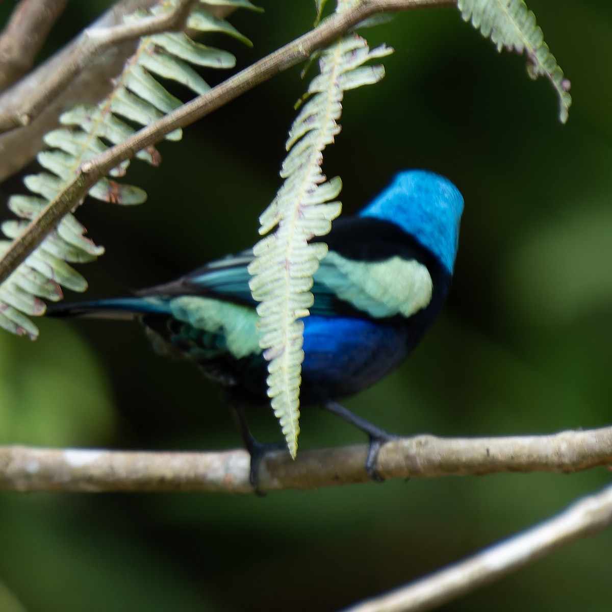 Blue-necked Tanager - ML621860721