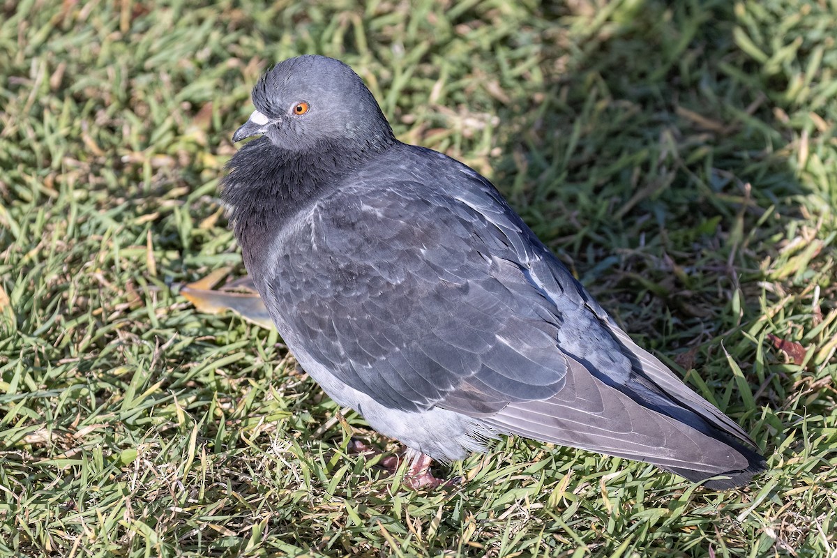 Rock Pigeon (Feral Pigeon) - ML621860727