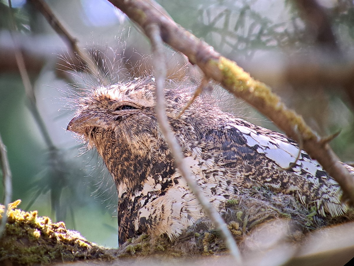 Hodgson's Frogmouth - ML621860728