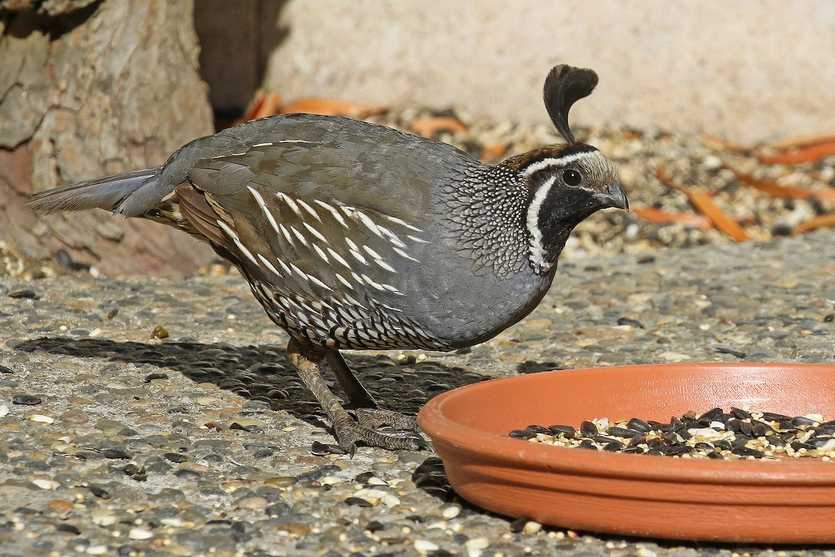 eBird Checklist - 24 Jul 2024 - Rio Rd. (East) neighborhood, Carmel ...