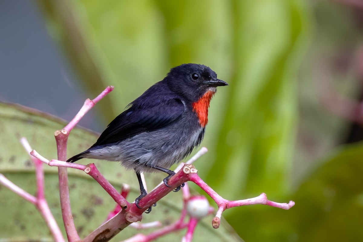 Gray-sided Flowerpecker (Gray-sided) - ML621860779