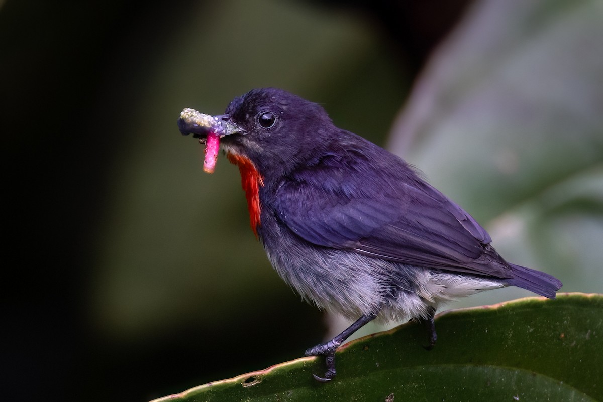 Gray-sided Flowerpecker (Gray-sided) - ML621860780