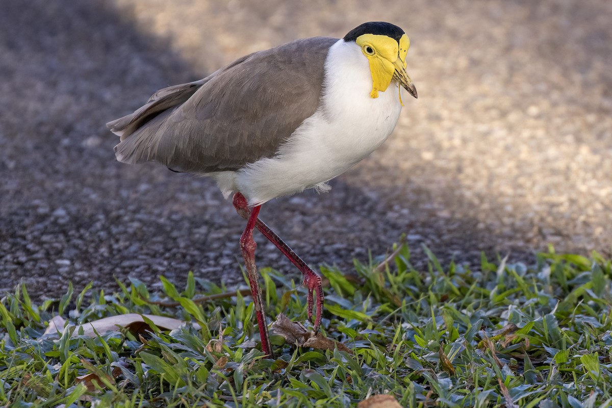 Masked Lapwing - ML621860782