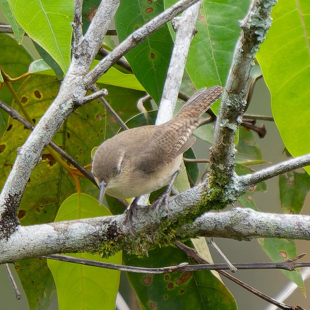 House Wren - ML621860795