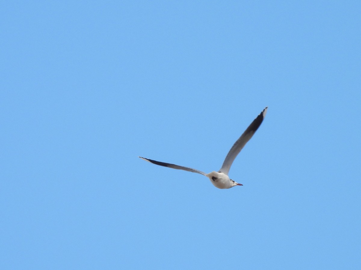 Brown-hooded Gull - ML621860854