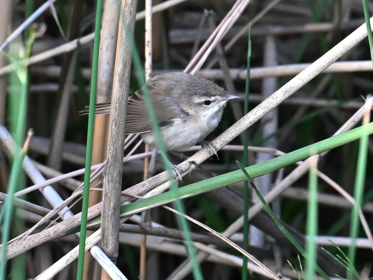 Paddyfield Warbler - ML621860862