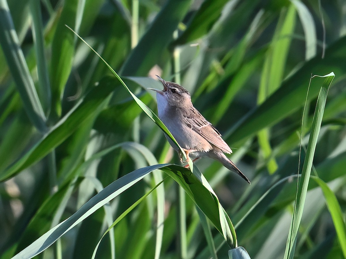 Pallas's Grasshopper Warbler - ML621860865