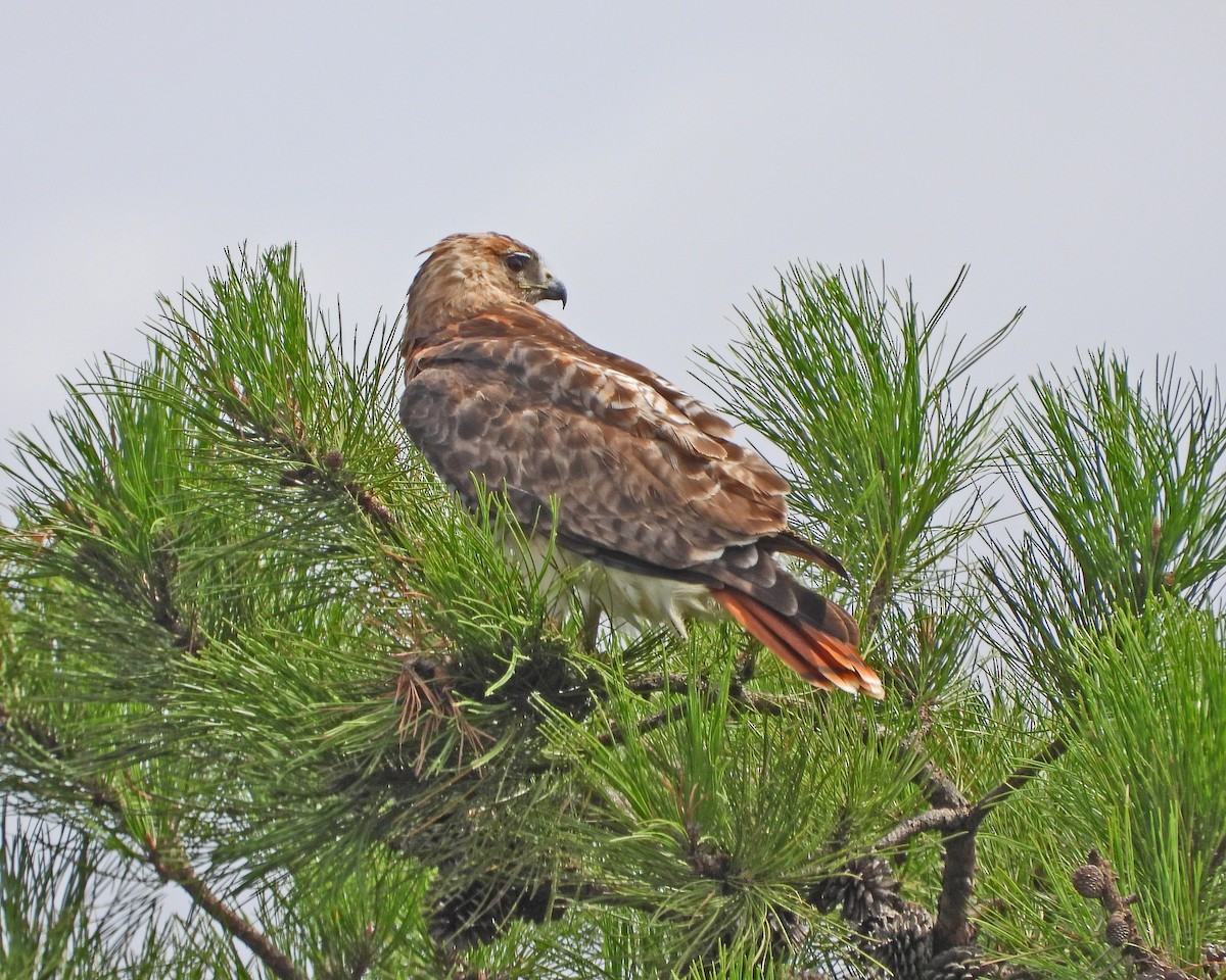 Red-tailed Hawk - ML621860870