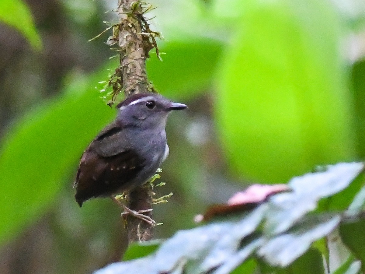 Ash-throated Gnateater - ML621860874