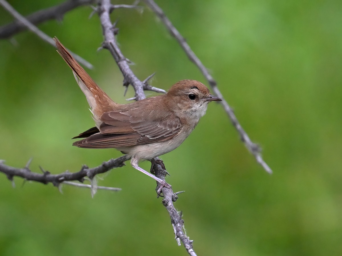 Common Nightingale - ML621860880