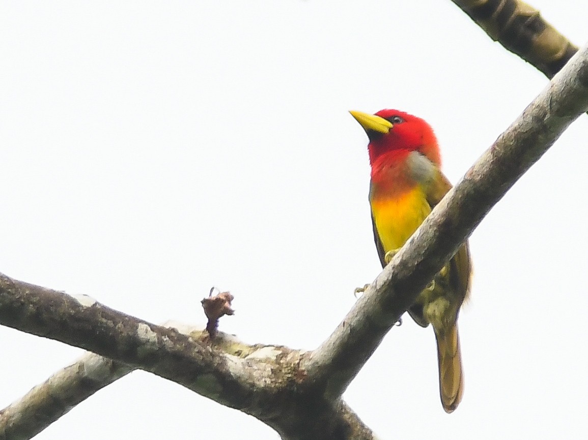 Scarlet-hooded Barbet - ML621860905