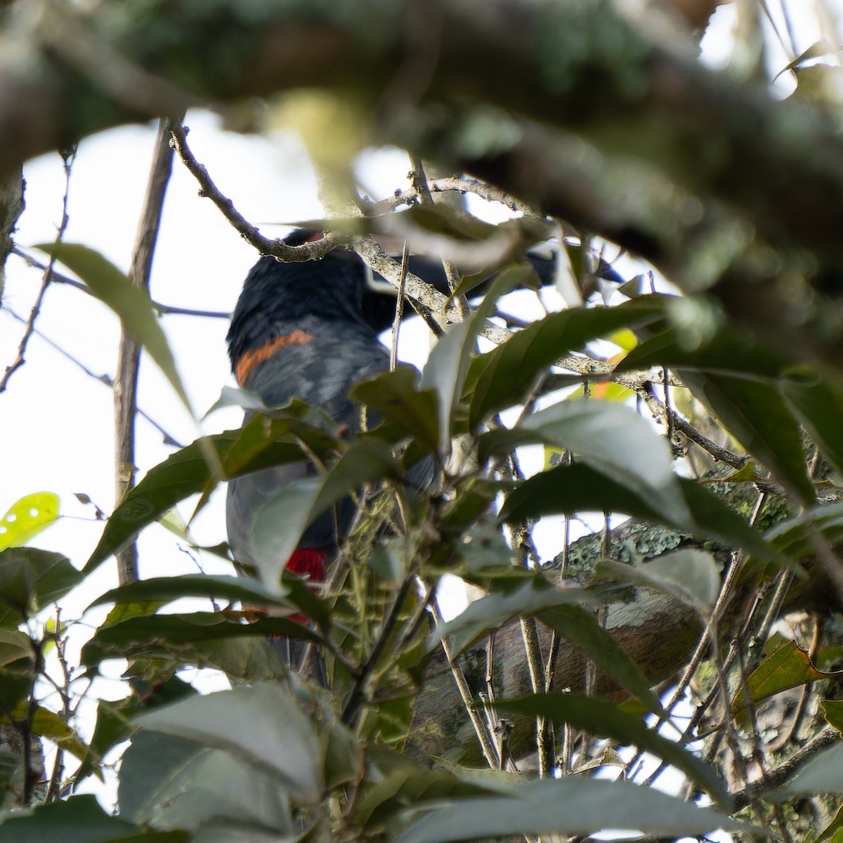 Collared Aracari - ML621860914