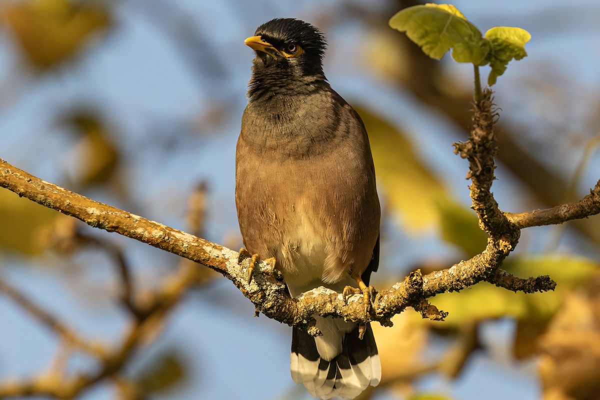 Common Myna - ML621860936