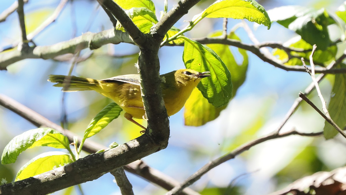 Citrine Warbler - ML621860959