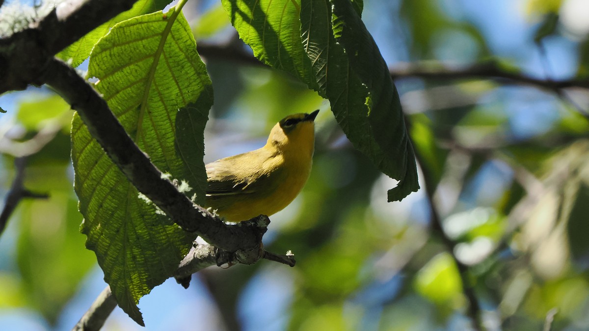 Citrine Warbler - ML621860960