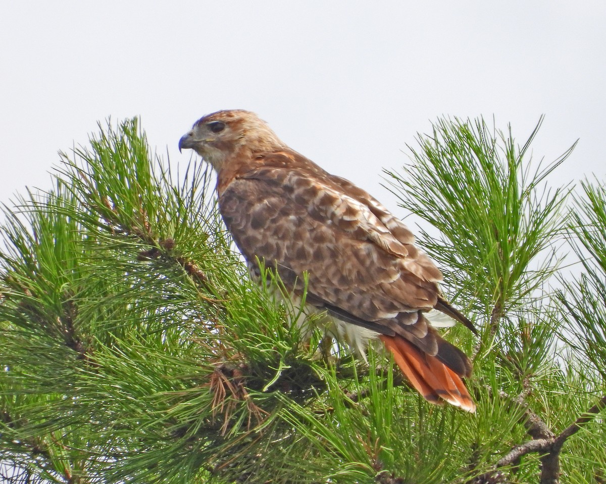 Red-tailed Hawk - ML621860976