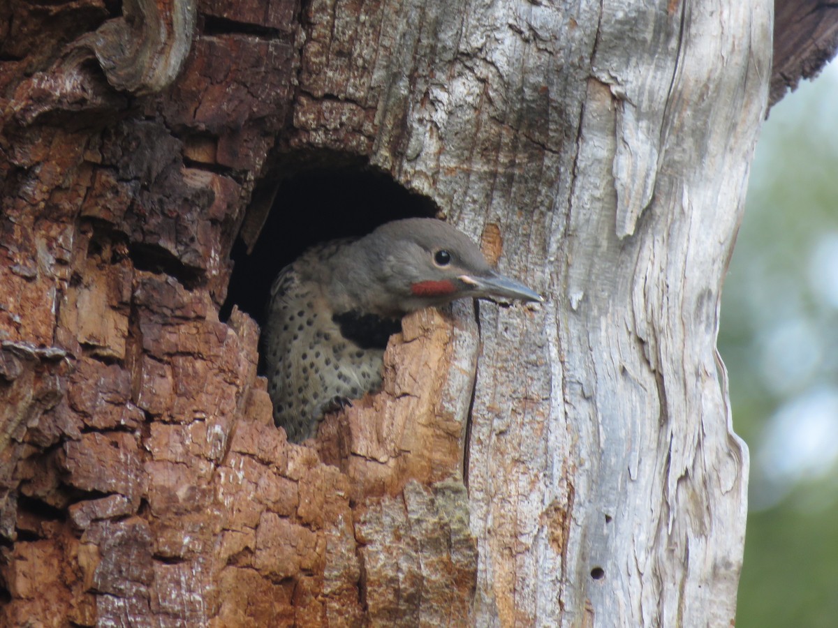 Northern Flicker - Andrew Emlen