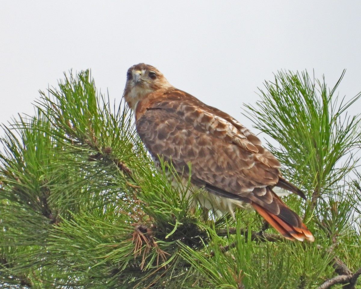 Red-tailed Hawk - ML621861031