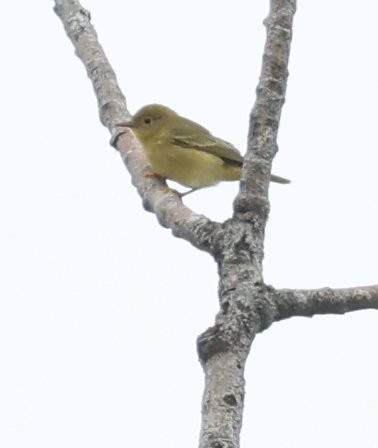 Pine Warbler - ML621861154