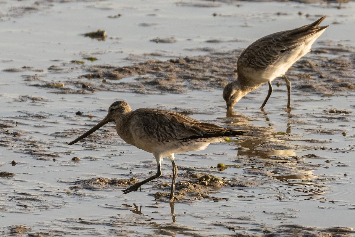 Bar-tailed Godwit - ML621861186