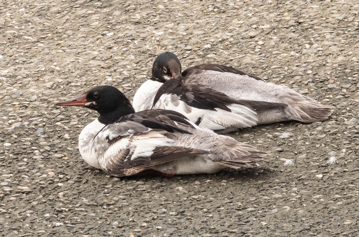 Common Merganser (North American) - Scott Surner