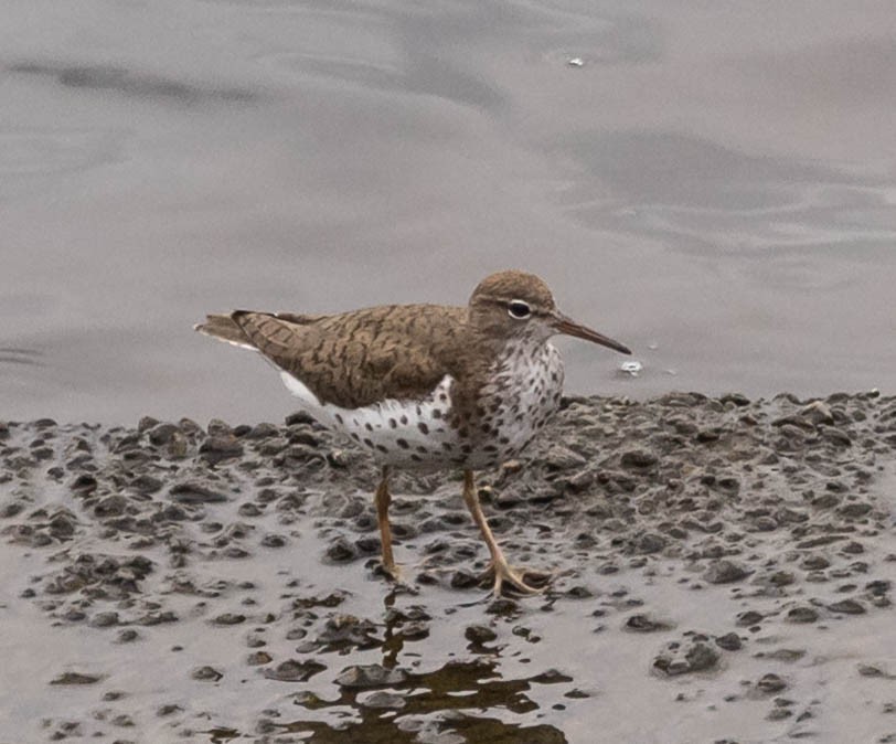 Spotted Sandpiper - ML621861203