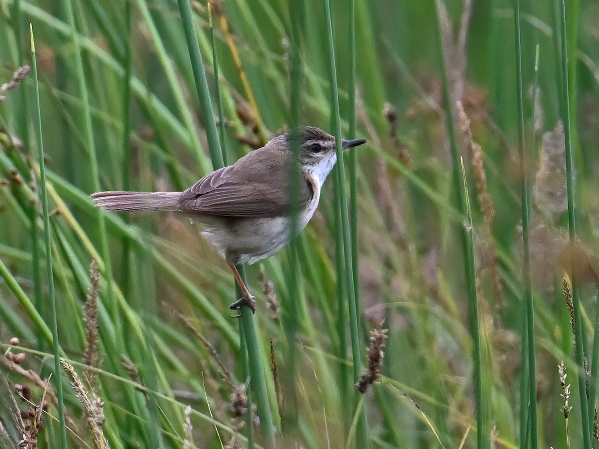 Paddyfield Warbler - ML621861220