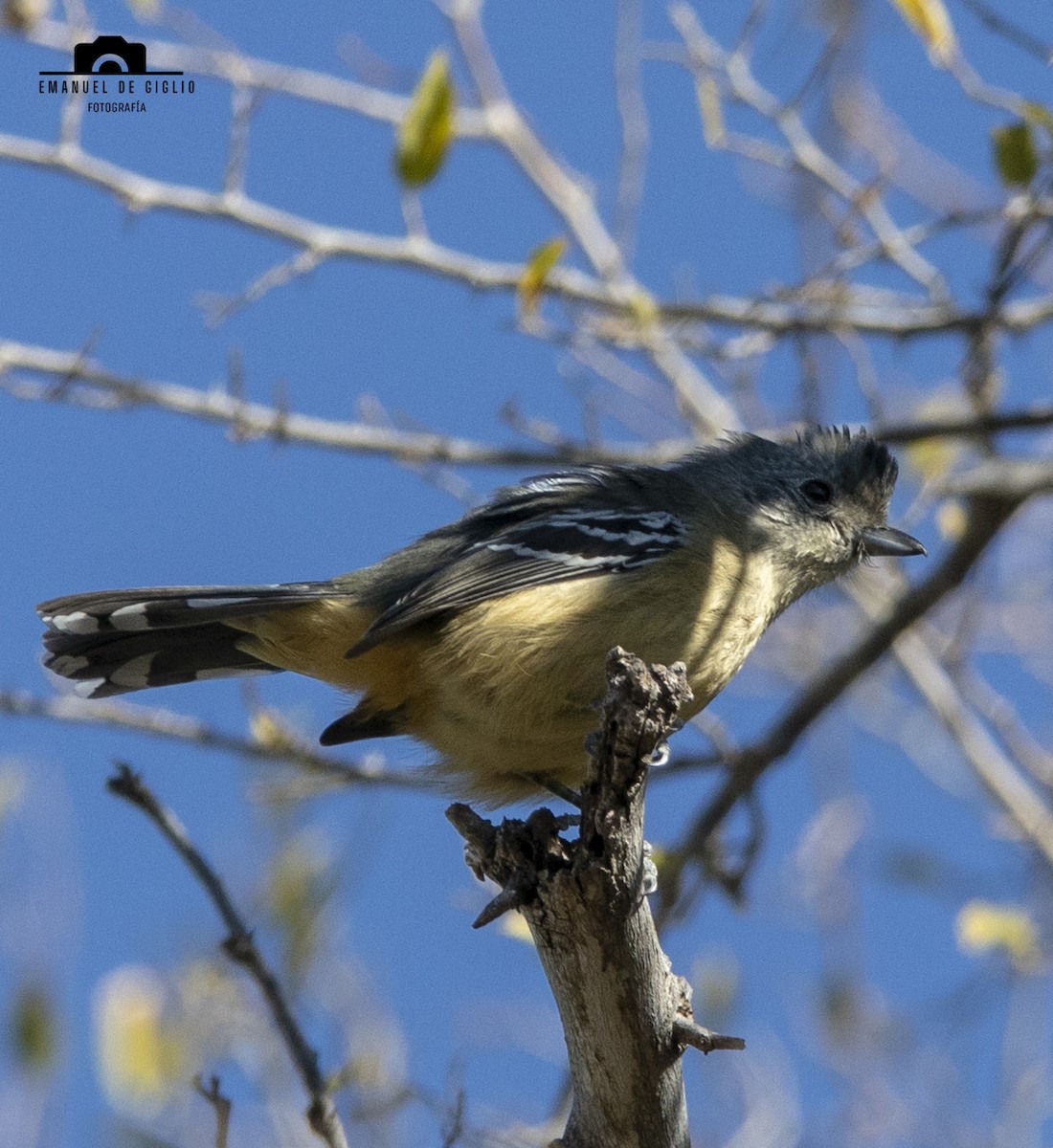 Variable Antshrike - Emanuel De Giglio