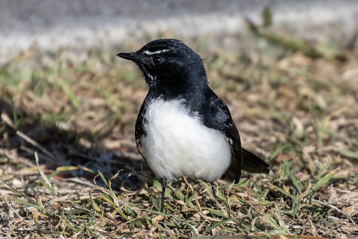 Willie-wagtail - ML621861234