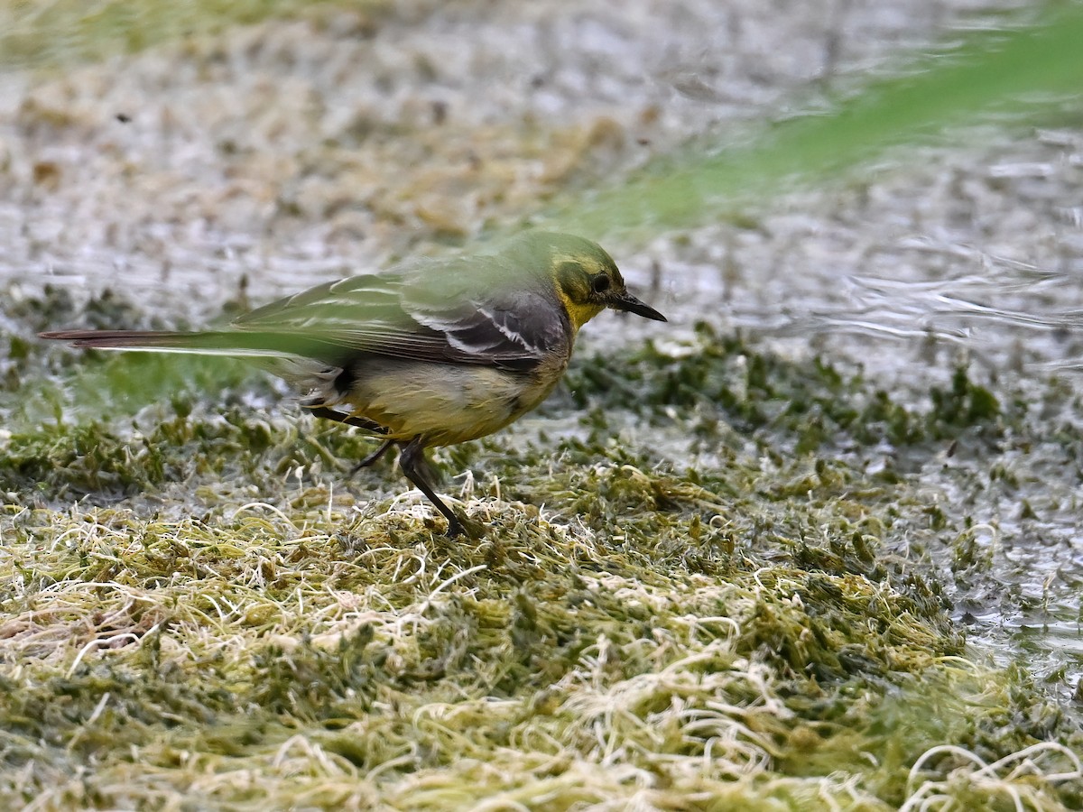 Citrine Wagtail (Gray-backed) - ML621861236