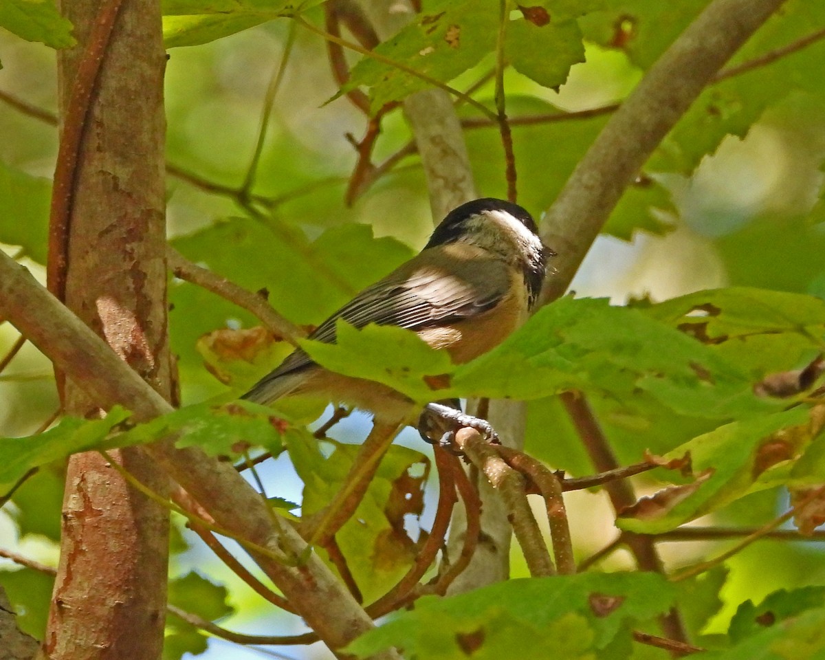 Carolina Chickadee - ML621861237